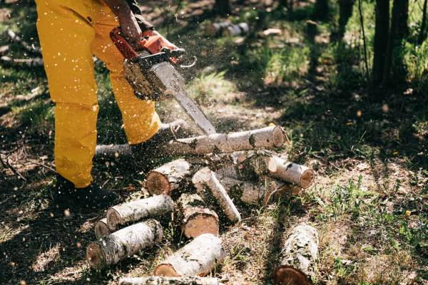 A chainsaw cutting a tree.